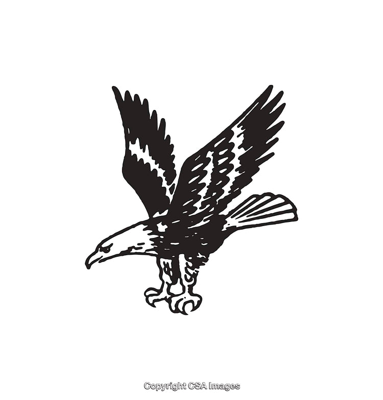 Black and White Line Art Illustration of an Eagle in Flight