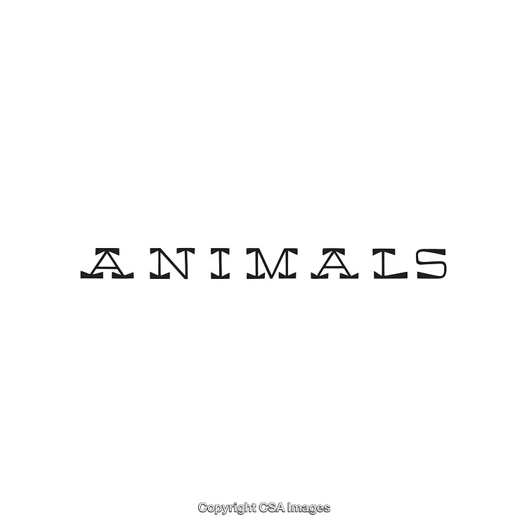 Unique Typography Featuring the Word 'Animals' in Stylish Black Text