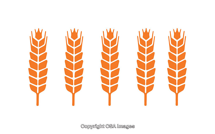 Orange Vector Icons Featuring Five Stylized Wheat Ears on White Canvas