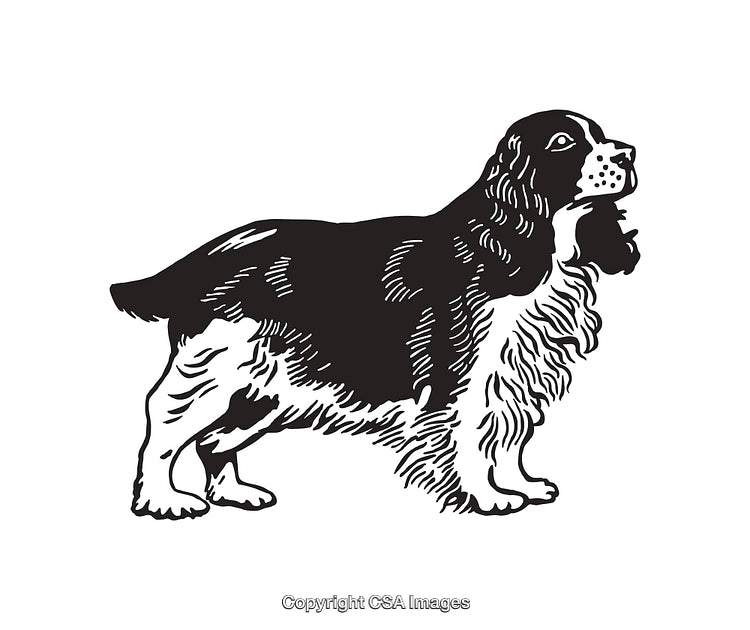 Elegant Line Art Illustration of a Springer Spaniel Dog Profile