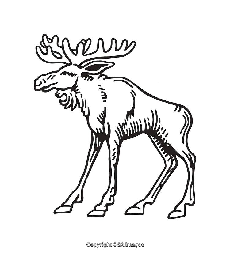 Black and White Line Art of a Moose Illustration