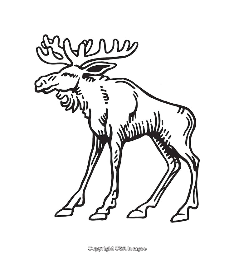 Black and White Line Art of a Moose Illustration