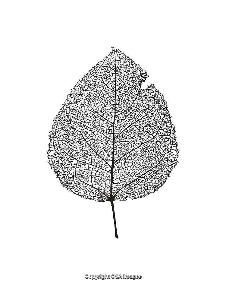 Intricate Skeleton Leaf Line Art Illustration on White Background