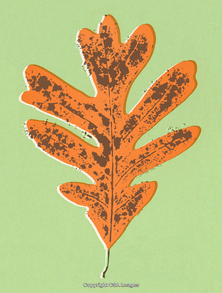 Artistic Autumn Leaf Illustration on a Light Green Background