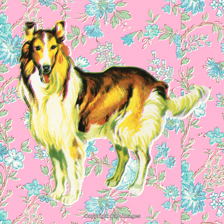 Vintage Collie Dog Illustration on a Floral Pink Background