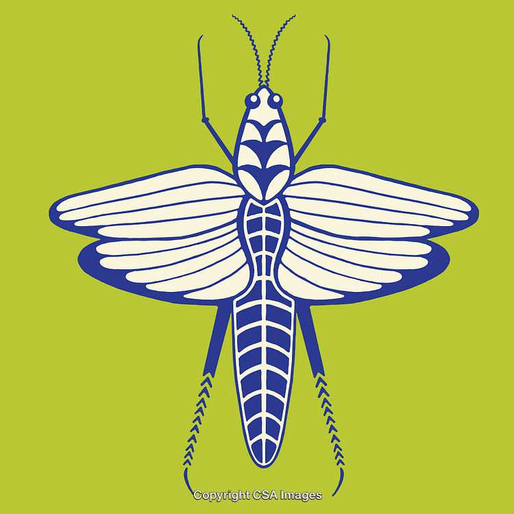 Illustrated Insect Line Art with Blue and Green Vibrant Colors