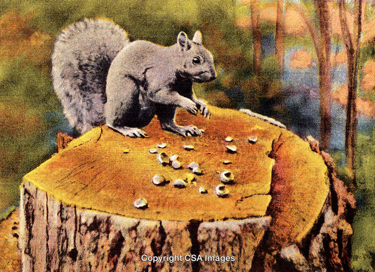 Gray Squirrel Eating on a Tree Stump in a Forest Scene