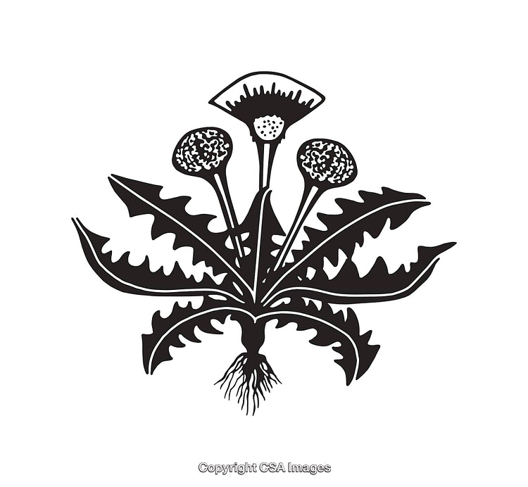 Detailed Black and White Dandelion Line Art Illustration with Root Structure