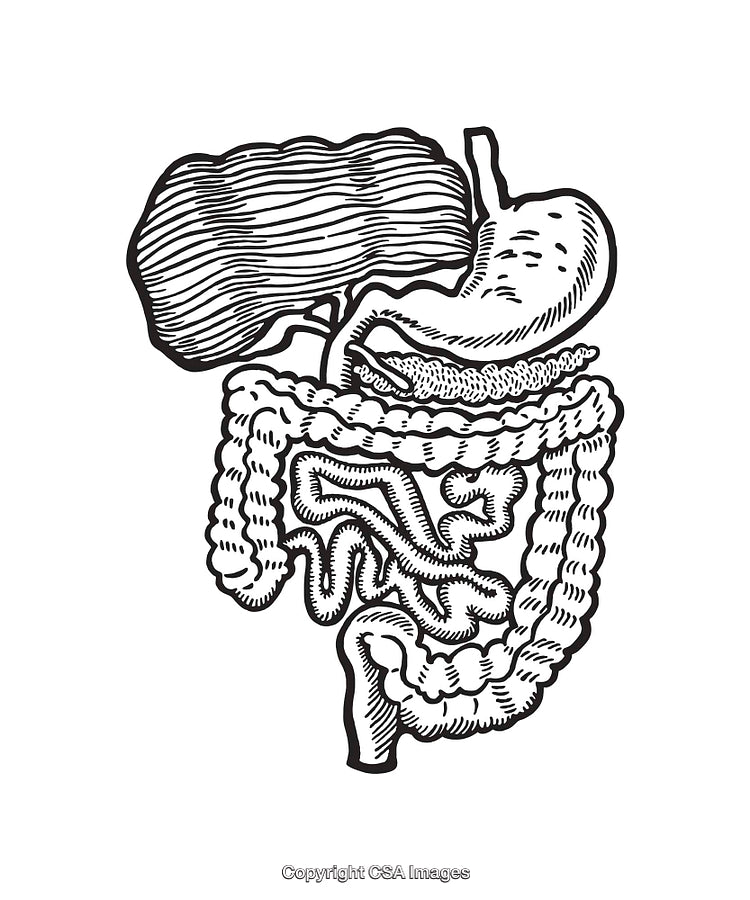 Detailed Black and White Illustration of the Human Digestive System Anatomy