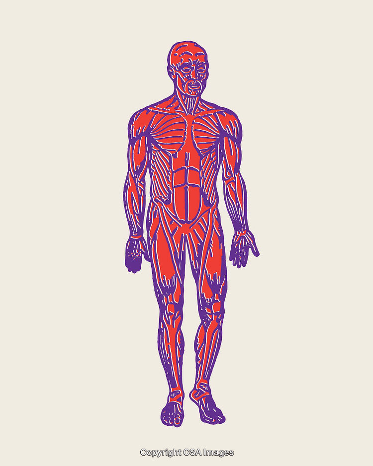 Colorful Line Art Illustration of the Human Muscular System Anatomy
