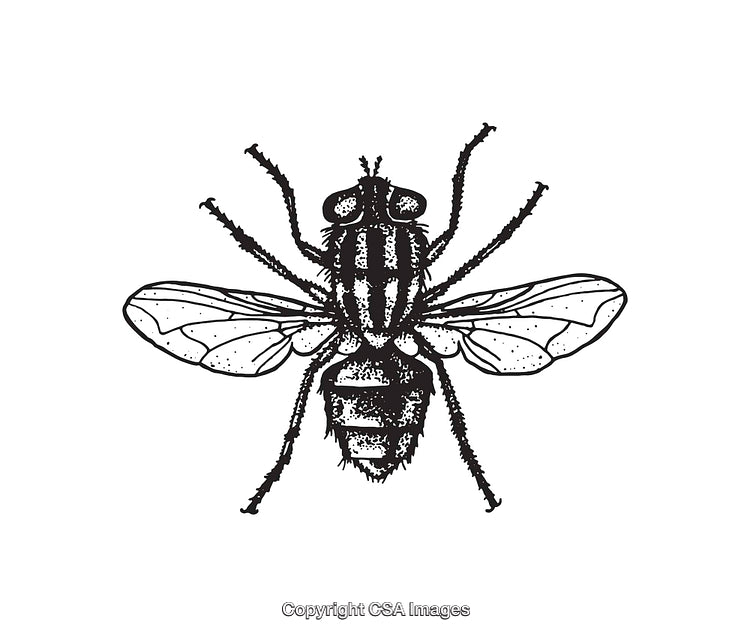 Black and White Detailed Fly Illustration with Intricate Line Work