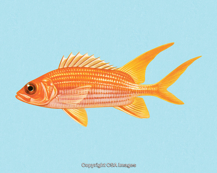 Colorful Tropical Fish Illustration on Light Blue Background