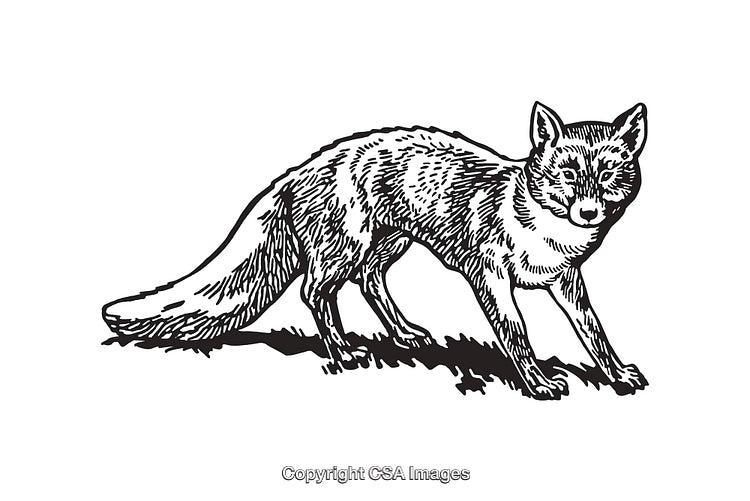 Black and White Fox Line Art Illustration with Intricate Details