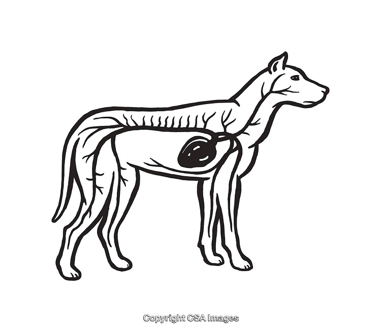 Anatomical Canine Illustration Showing Internal Areas in Black and White Line Art
