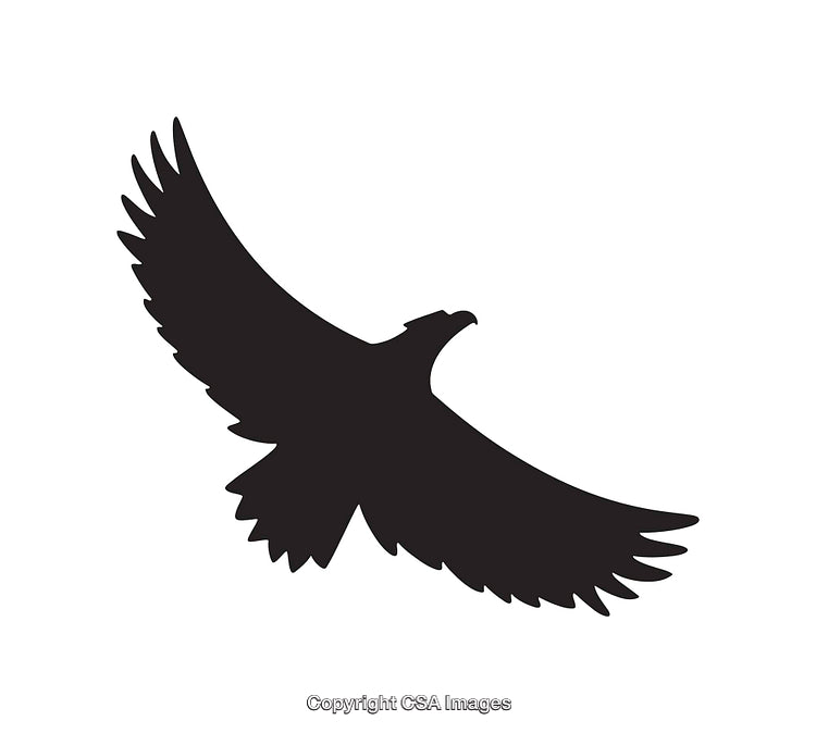Black Silhouette of a Bird in Flight on White Background