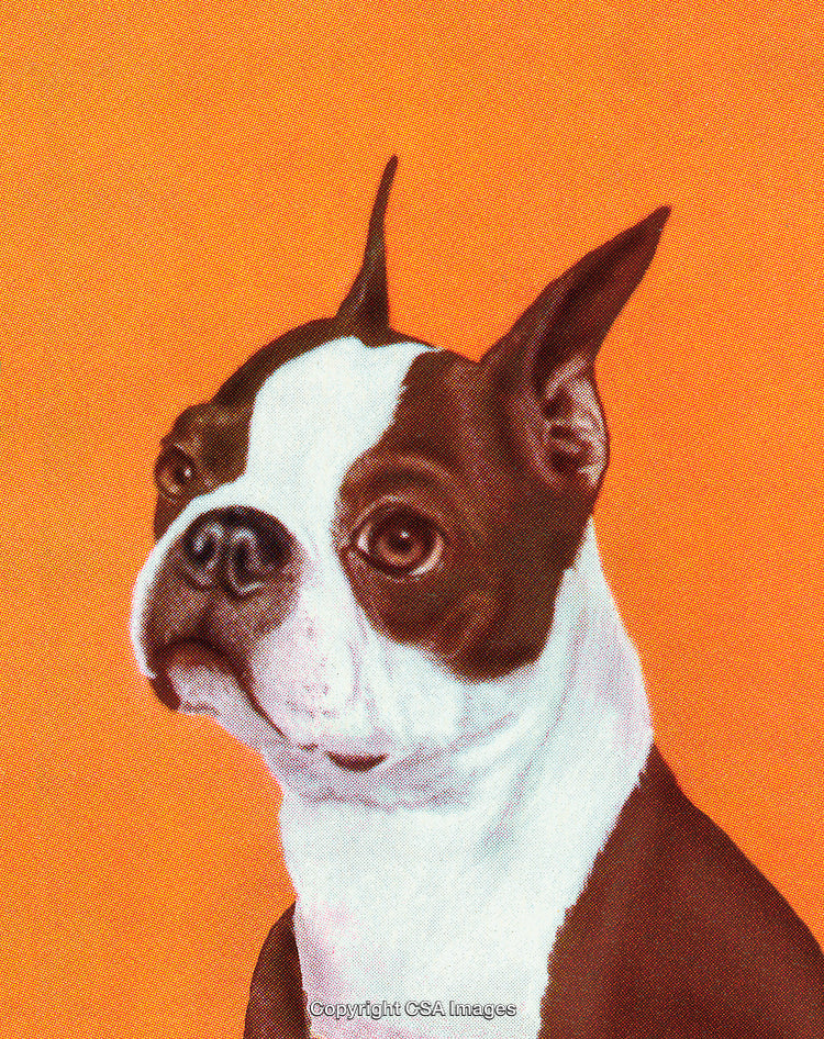 Close-Up Portrait of a Boston Terrier Against a Bright Orange Background