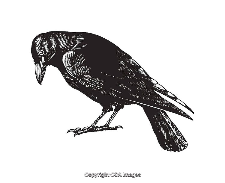 Intricate Black and White Illustration of a Perched Bird