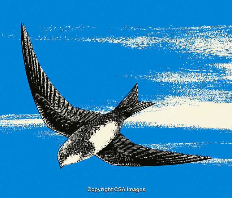 Illustrated Swift Bird Soaring Against Vibrant Blue Sky Background