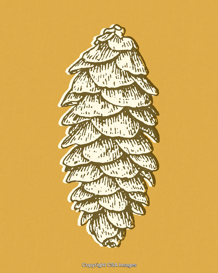 Hand-Drawn Pine Cone Illustration on a Yellow Background