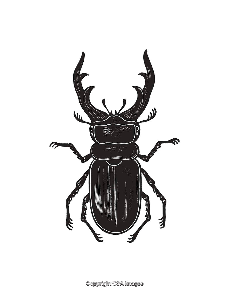 Black and White Line Art Illustration of a Stag Beetle