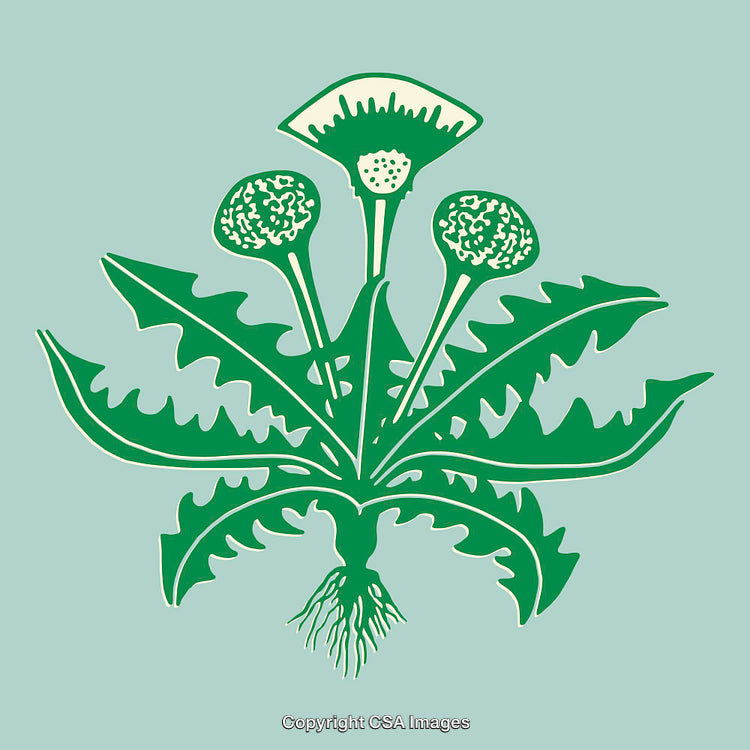 Green Stylized Dandelion Illustration on a Blue Background