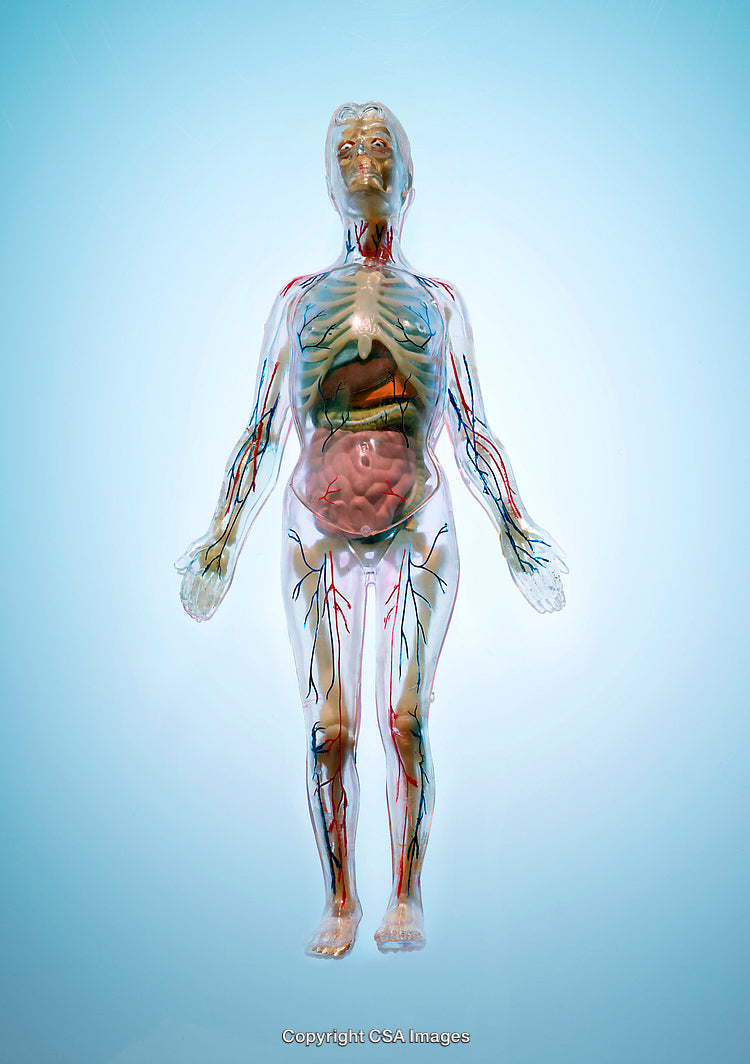 Transparent Anatomical Model Displaying Human Body Organs and Circulatory System