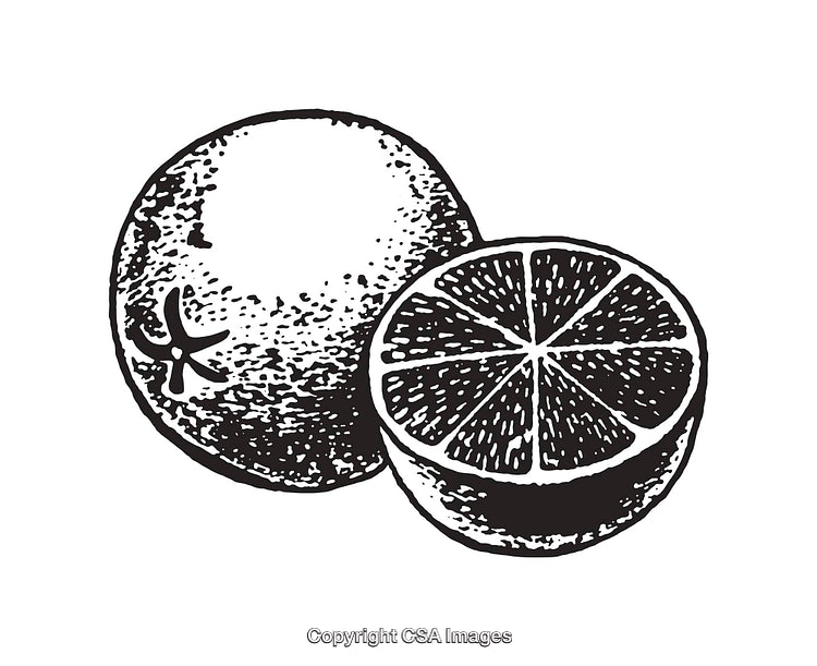 Black and White Line Art of Whole and Cut Citrus Fruit