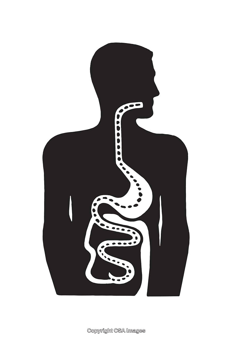 Silhouette of Human Digestive System in Black and White Illustration