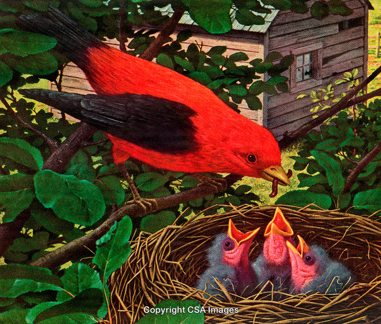 Bright Red Bird Feeding Chicks in a Nest Surrounded by Green Leaves
