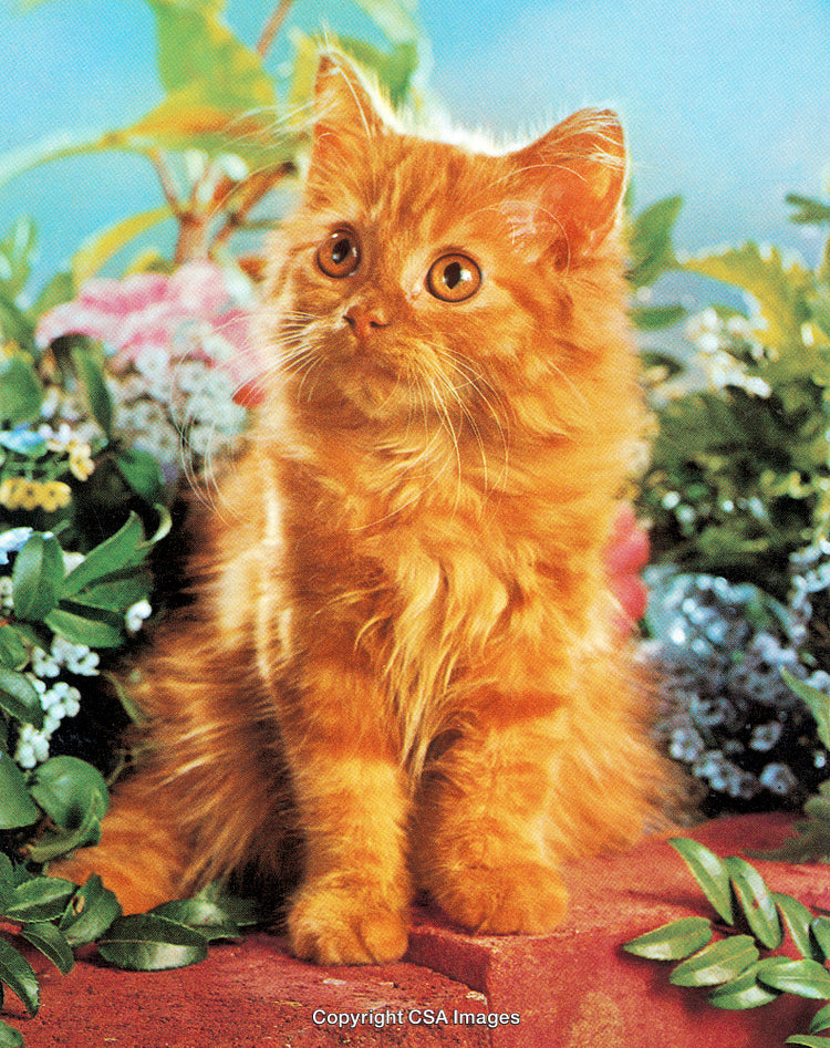 Adorable Long-Haired Orange Kitten Surrounded by Vibrant Foliage