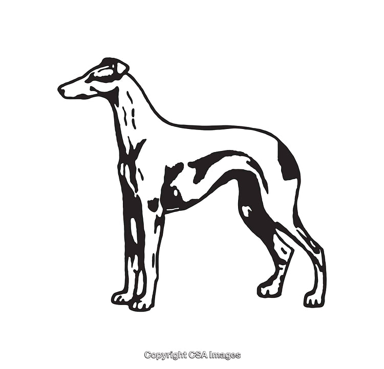 Black and White Line Art Illustration of a Standing Greyhound Dog