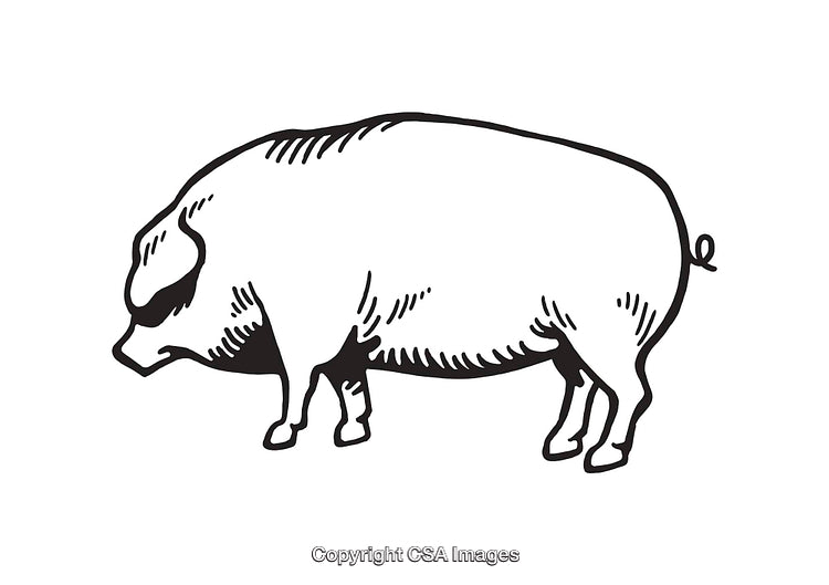 Black and White Line Art Illustration of a Standing Pig