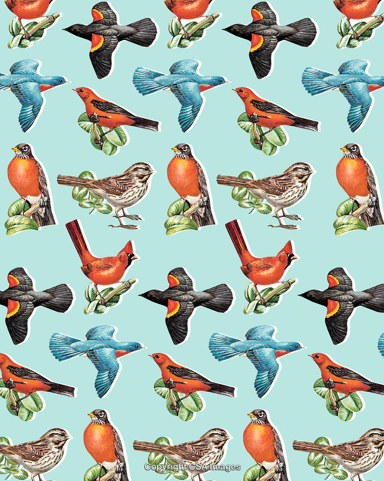 Birds