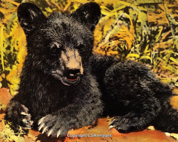 Black Bear Cub in a Nature Setting with Vintage Dot Screen Style