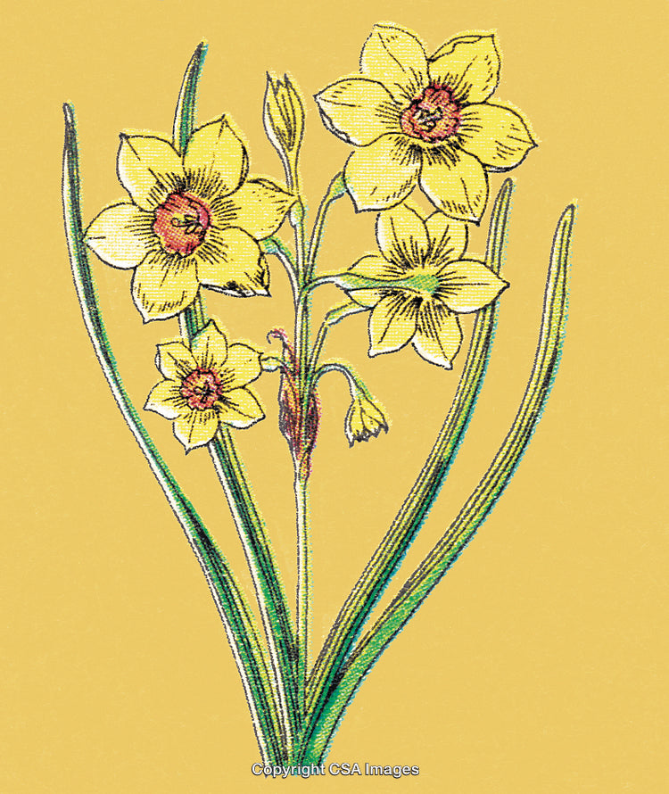 Yellow Flowers