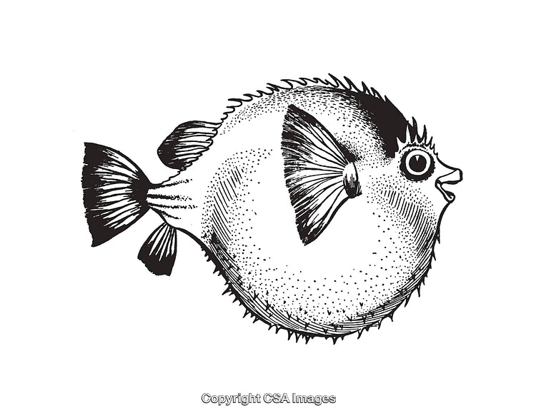 Black and White Illustration of a Puffer Fish in Line Art Style