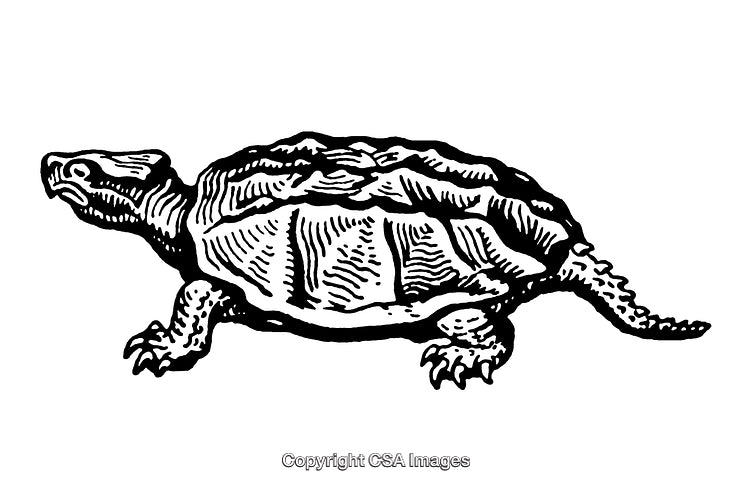 Detailed Black and White Engraving of a Turtle in Classic Style
