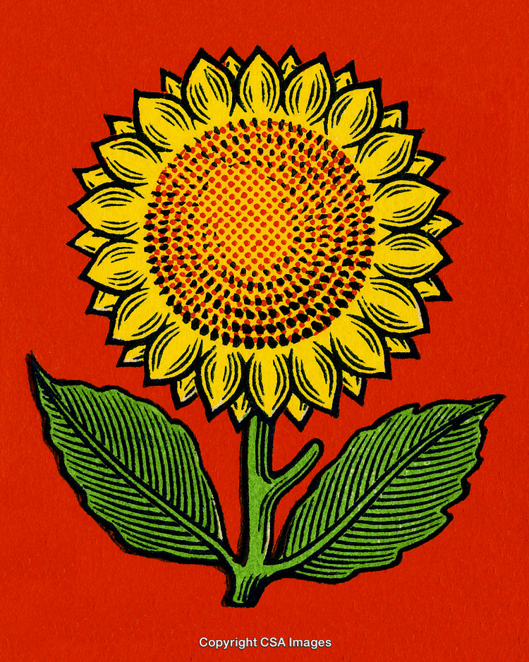Illustrated Sunflower Artwork on a Vibrant Red Background