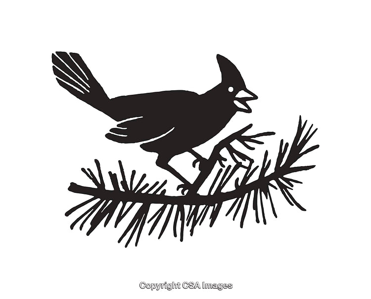 Silhouette of a Bird Perched on a Pine Tree Branch