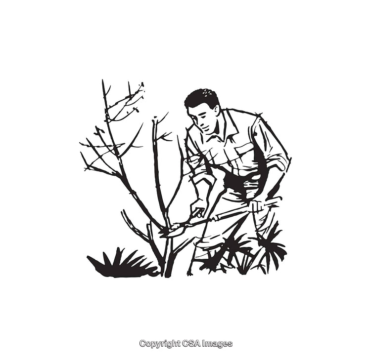 Gardener Pruning Trees in Black and White Illustration
