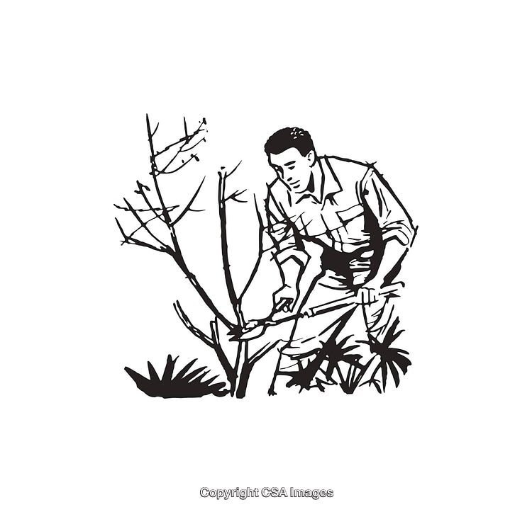Gardener Pruning Trees in Black and White Illustration