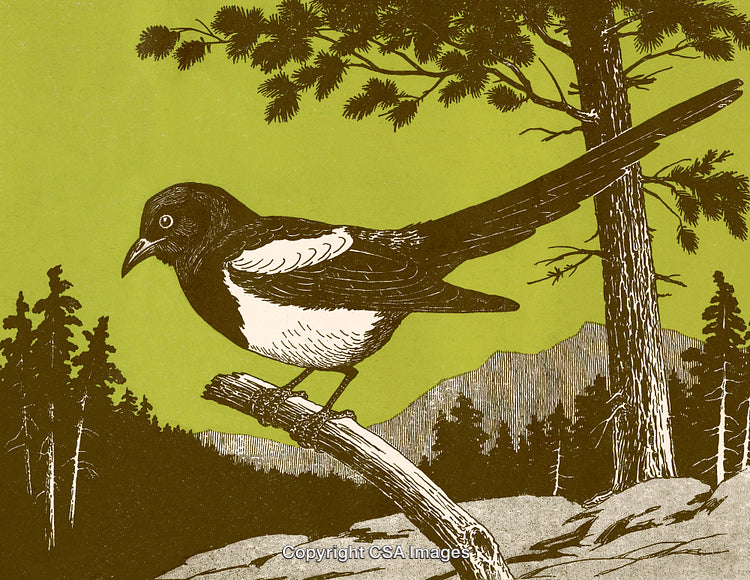 Vintage Illustration of a Magpie on a Branch in a Forest Setting