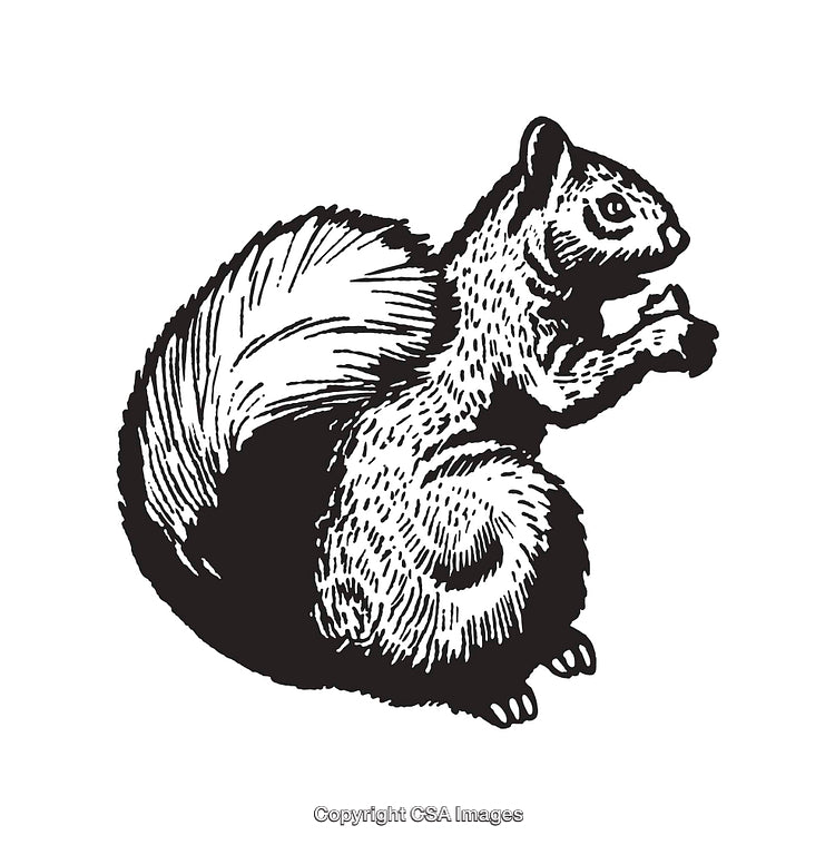 Detailed Black and White Illustration of a Squirrel in Side Profile