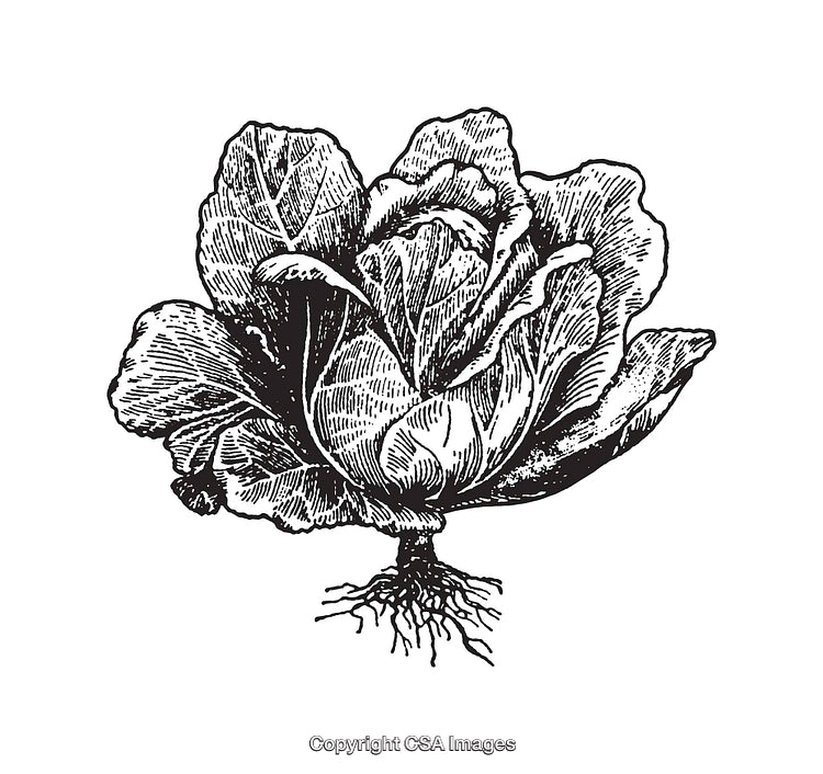 Vintage Black and White Illustration of a Cabbage
