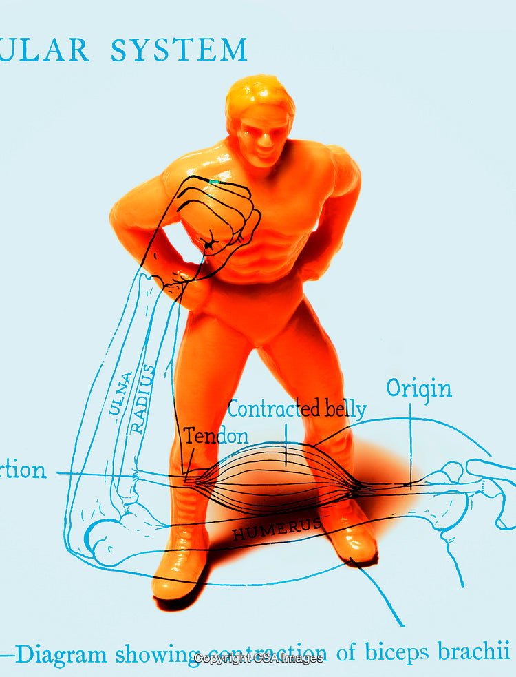 Educational Diagram Featuring Toy Figure and Muscle Anatomy Overlay