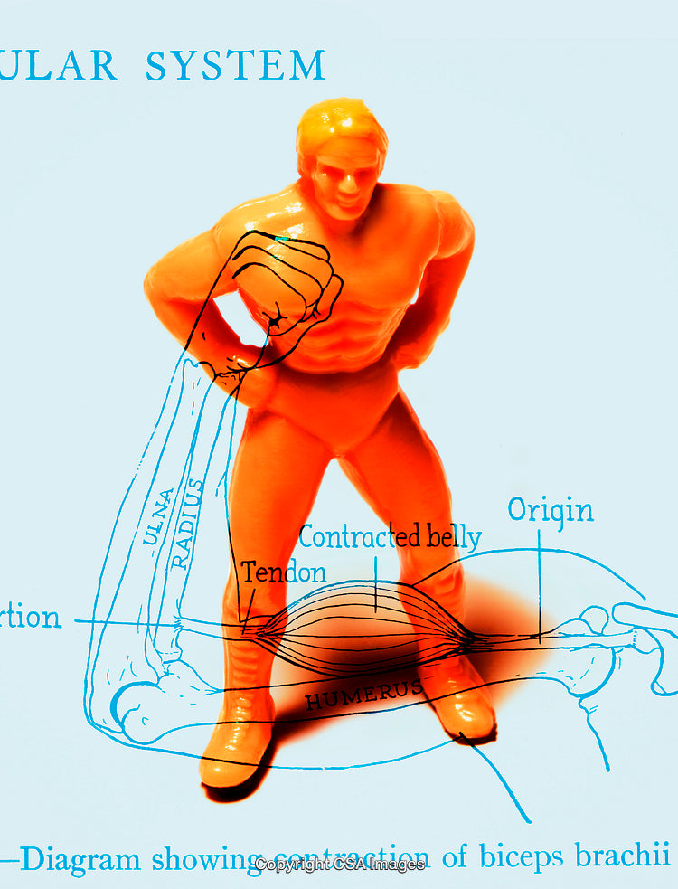 Educational Diagram Featuring Toy Figure and Muscle Anatomy Overlay