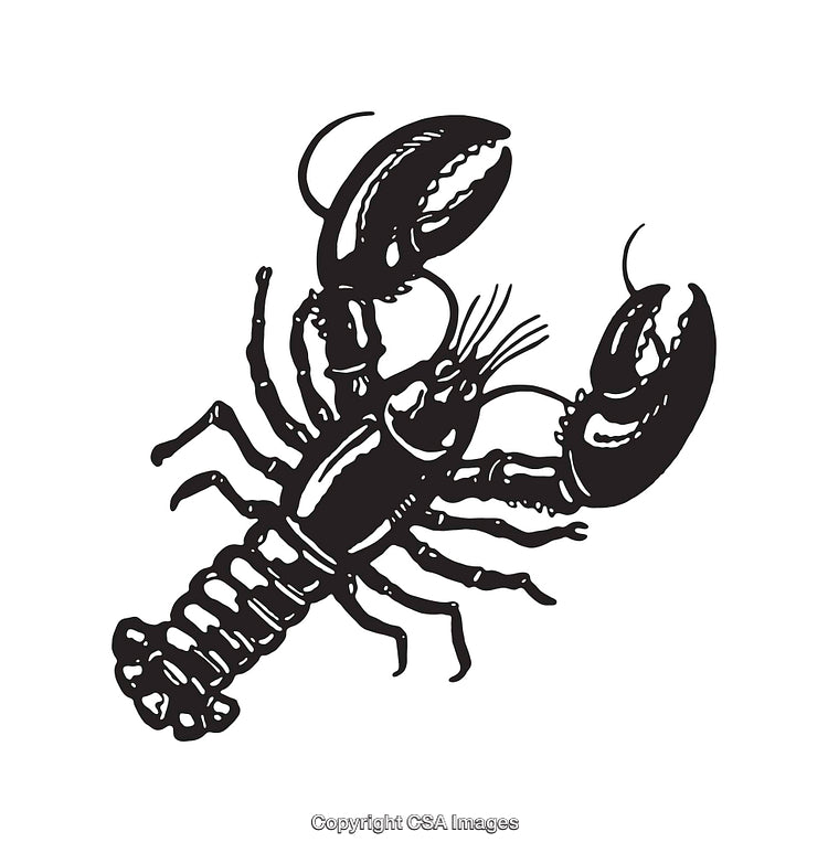 Black and White Lobster Illustration Featuring Detailed Line Art