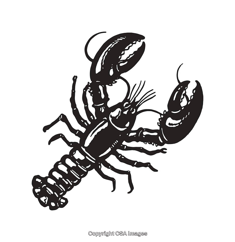 Black and White Lobster Illustration Featuring Detailed Line Art