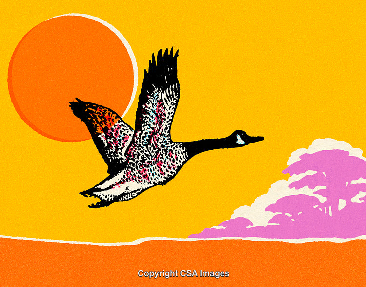 Flying Goose Silhouette Against Bright Sun and Colorful Sky