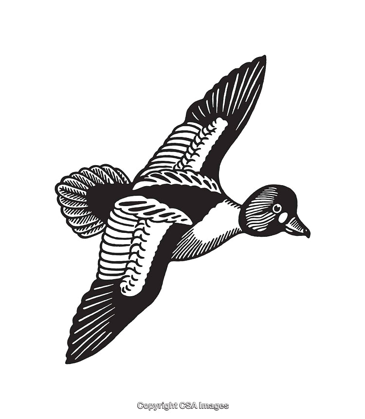 Detailed Black and White Illustration of a Flying Bird in Mid-Air